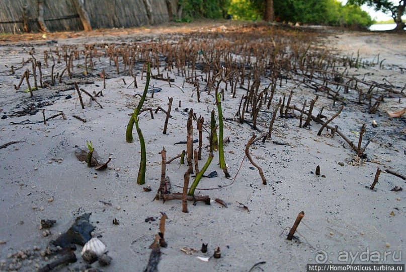 В гостях у королевы Сипо В гостях у королевы Сипо