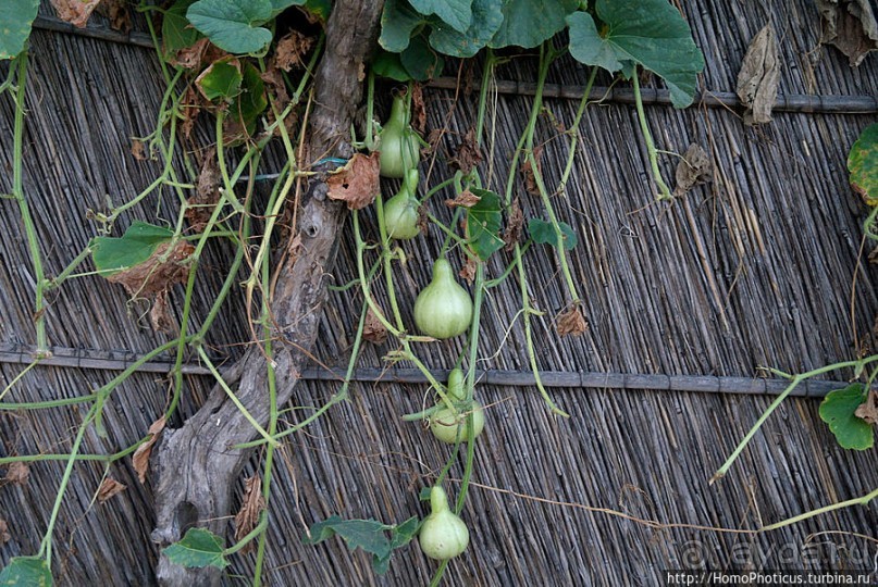 В гостях у королевы Сипо В гостях у королевы Сипо