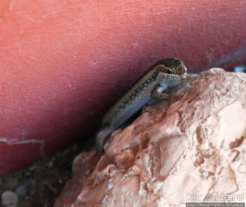 Сердце Намиба: окаменелые дюны