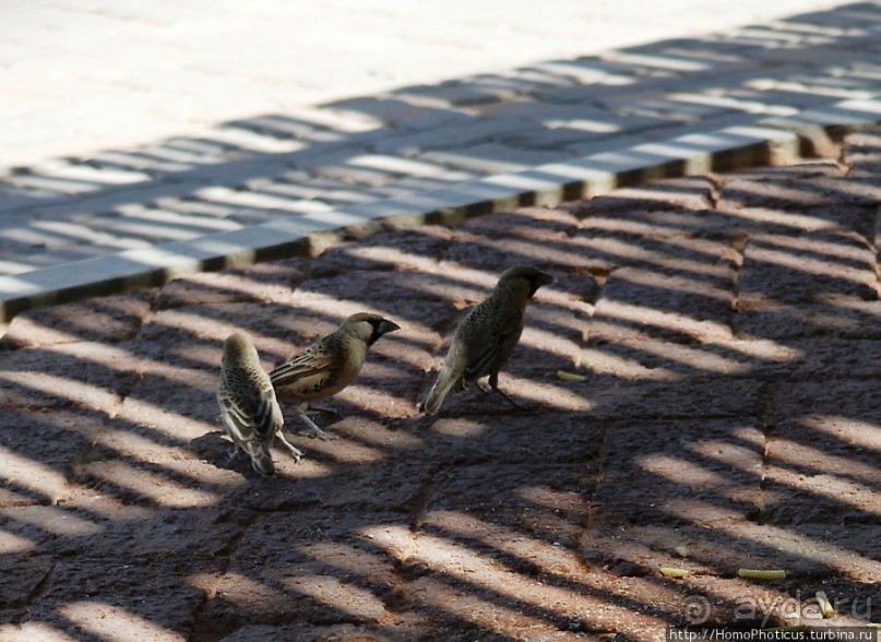 Сердце Намиба: окаменелые дюны