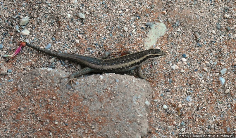 Сердце Намиба: окаменелые дюны