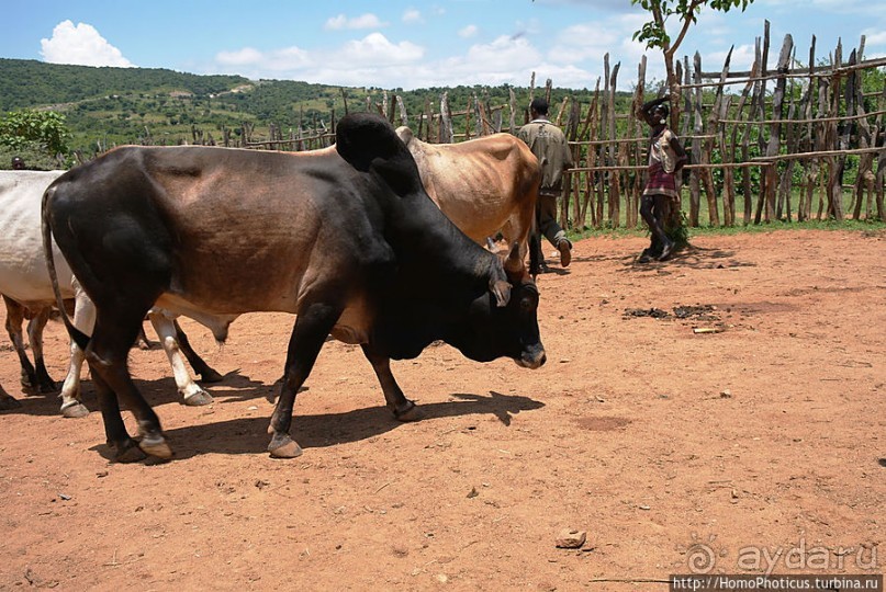 Кей-Афар: базарный день