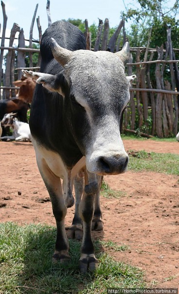 Кей-Афар: базарный день