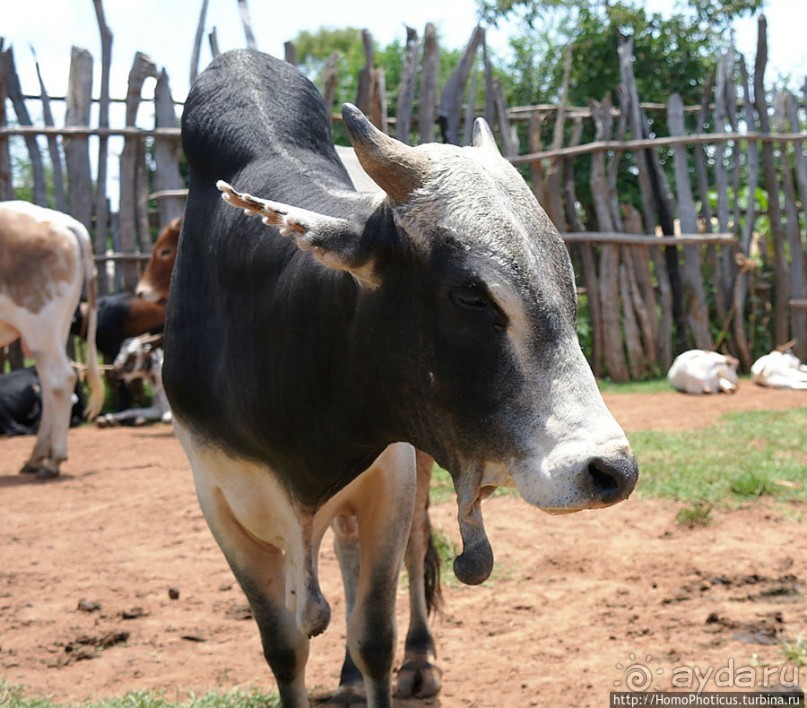 Кей-Афар: базарный день