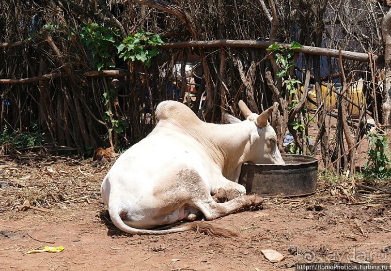 Кей-Афар: базарный день