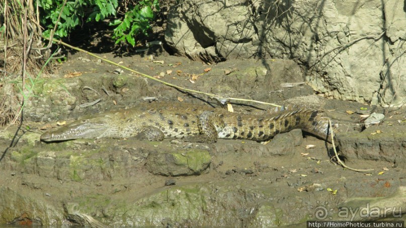 Мегасталактит