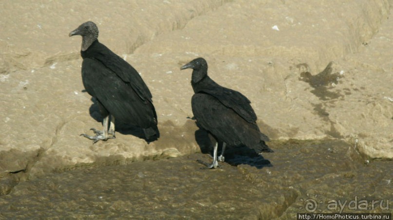 Мегасталактит