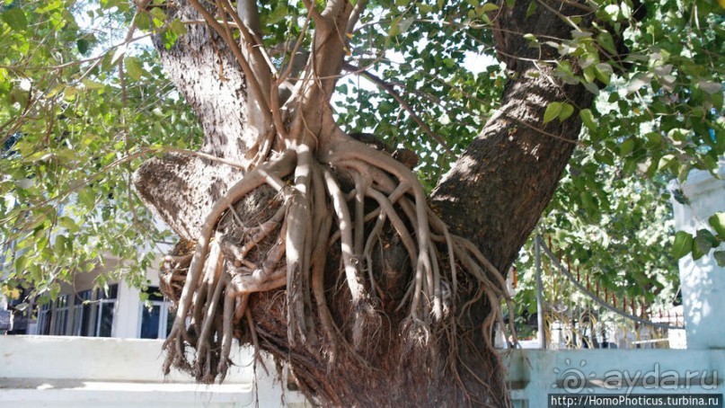 Амарапура. Город бессмертия