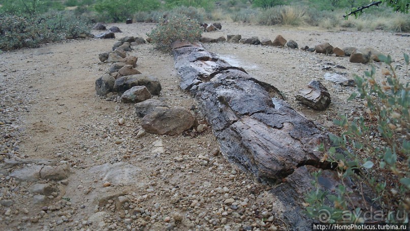 Реликтовые вельвичии и окаменелый лес