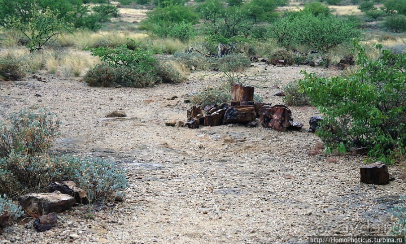 Реликтовые вельвичии и окаменелый лес
