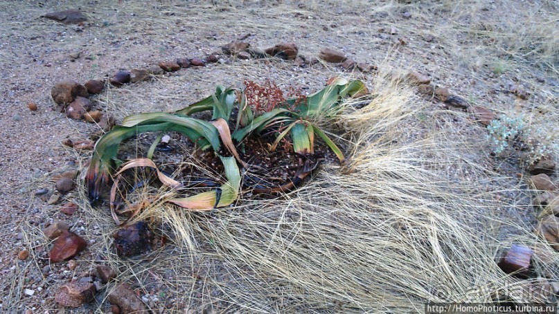 Реликтовые вельвичии и окаменелый лес