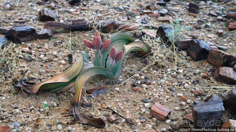 Реликтовые вельвичии и окаменелый лес