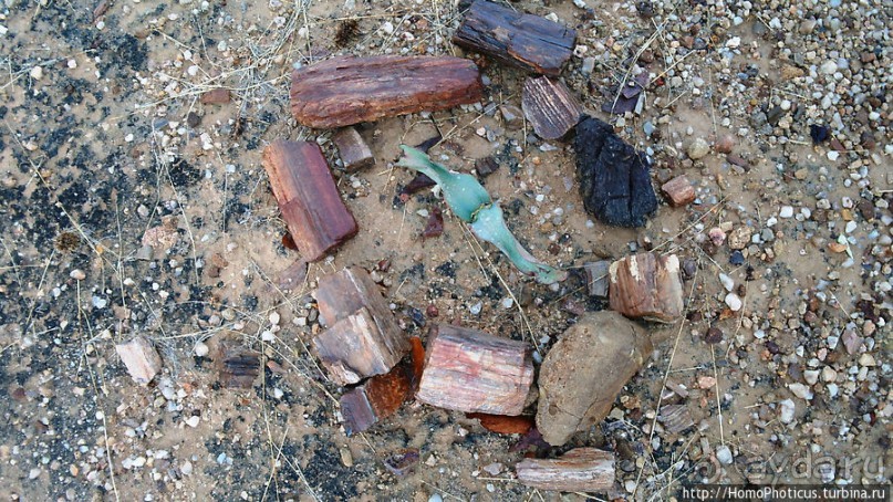 Реликтовые вельвичии и окаменелый лес