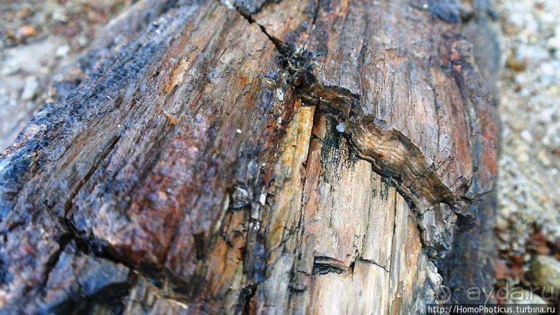 Реликтовые вельвичии и окаменелый лес