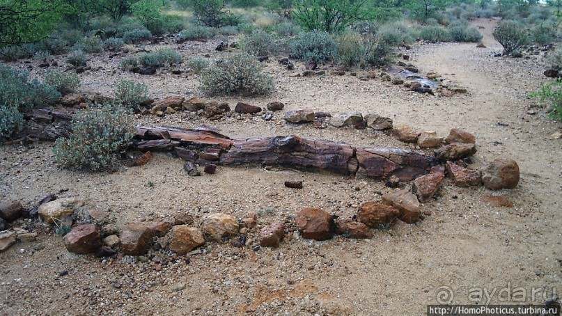 Реликтовые вельвичии и окаменелый лес