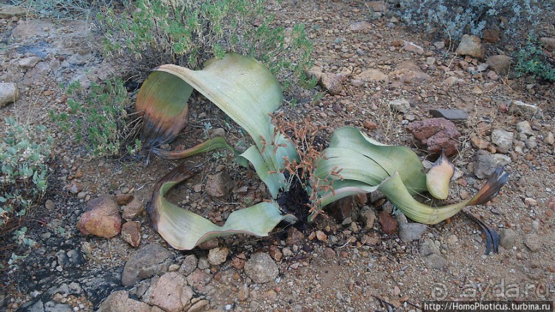 Реликтовые вельвичии и окаменелый лес