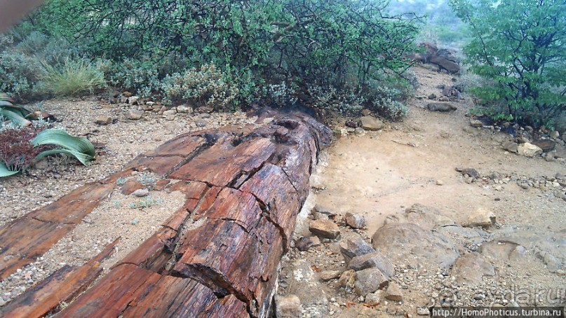 Реликтовые вельвичии и окаменелый лес