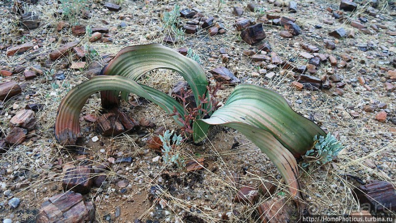 Реликтовые вельвичии и окаменелый лес