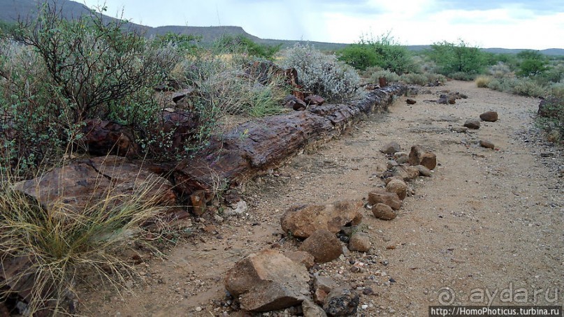 Реликтовые вельвичии и окаменелый лес