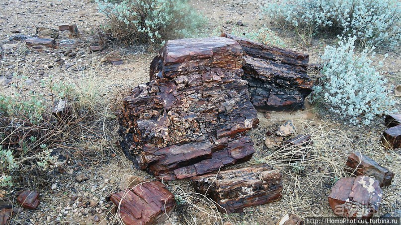 Реликтовые вельвичии и окаменелый лес