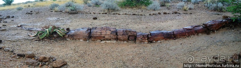 Реликтовые вельвичии и окаменелый лес