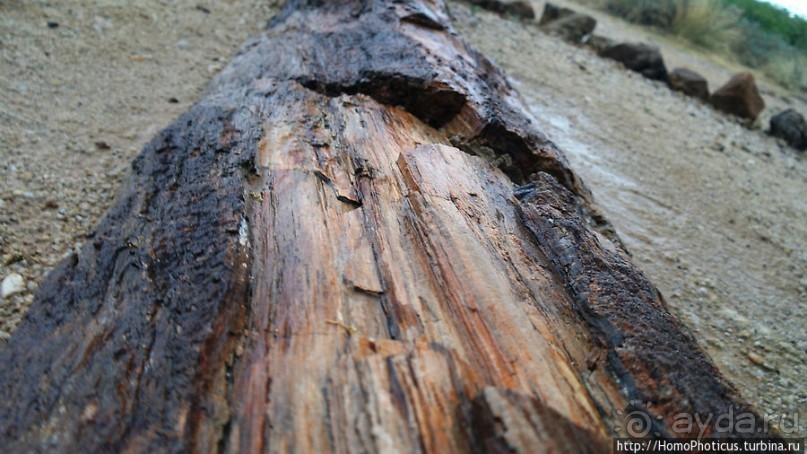 Реликтовые вельвичии и окаменелый лес