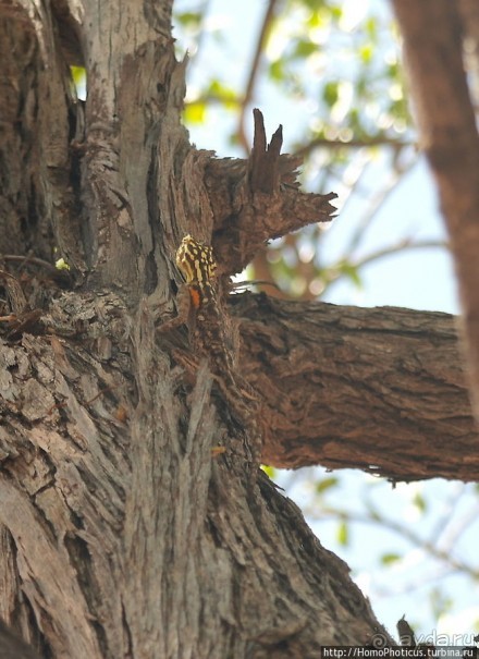 Тропой человека-льва