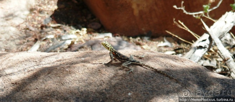 Тропой человека-льва