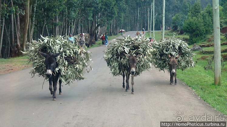 Абиссинские хроники. I. Два мегаполиса