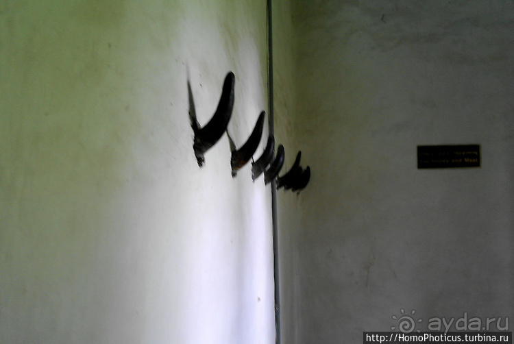 Абиссинские хроники. I. Два мегаполиса