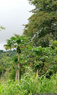 География рифтовой долины: земля консо