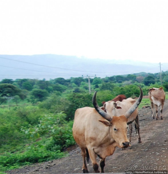 География рифтовой долины: земля консо