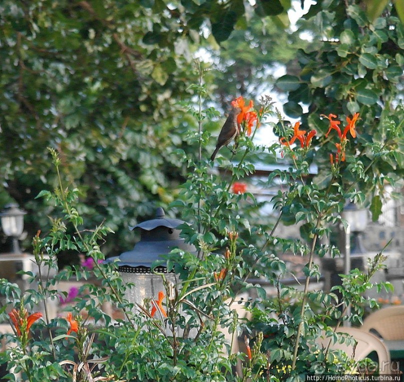 География рифтовой долины: земля консо