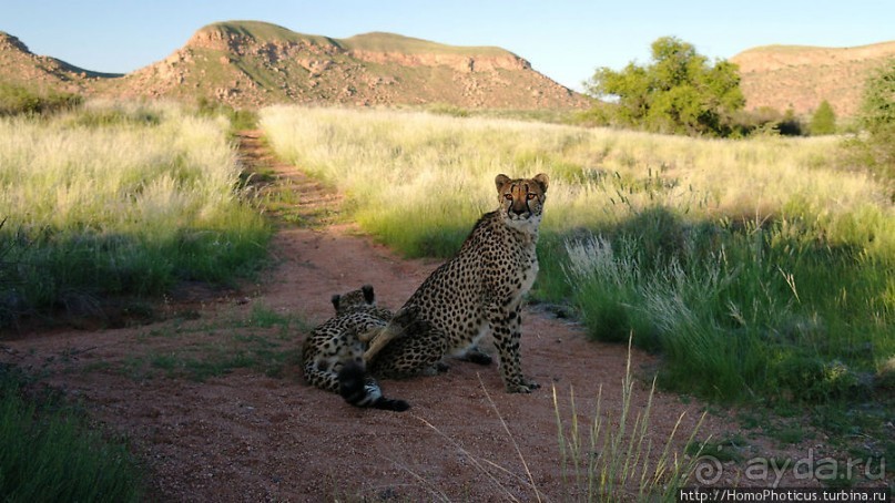 «Дикие» кошки Хаммерштайна