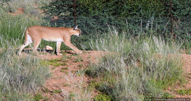 «Дикие» кошки Хаммерштайна