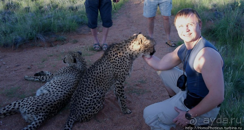 «Дикие» кошки Хаммерштайна