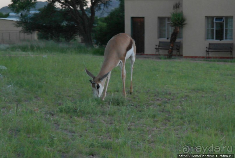 «Дикие» кошки Хаммерштайна