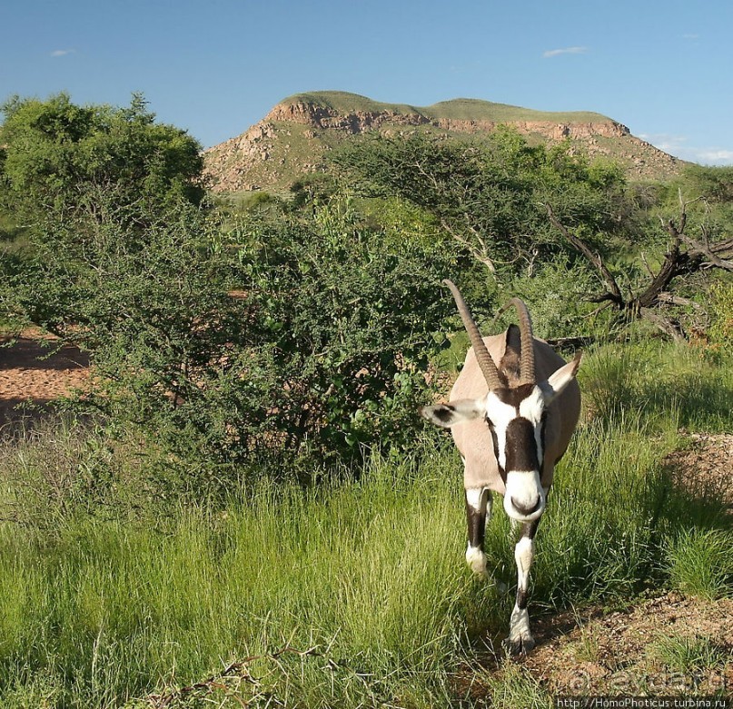 «Дикие» кошки Хаммерштайна