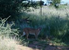 «Дикие» кошки Хаммерштайна