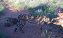 «Дикие» кошки Хаммерштайна