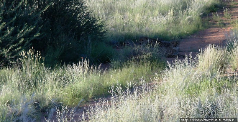 «Дикие» кошки Хаммерштайна