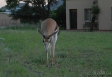 «Дикие» кошки Хаммерштайна