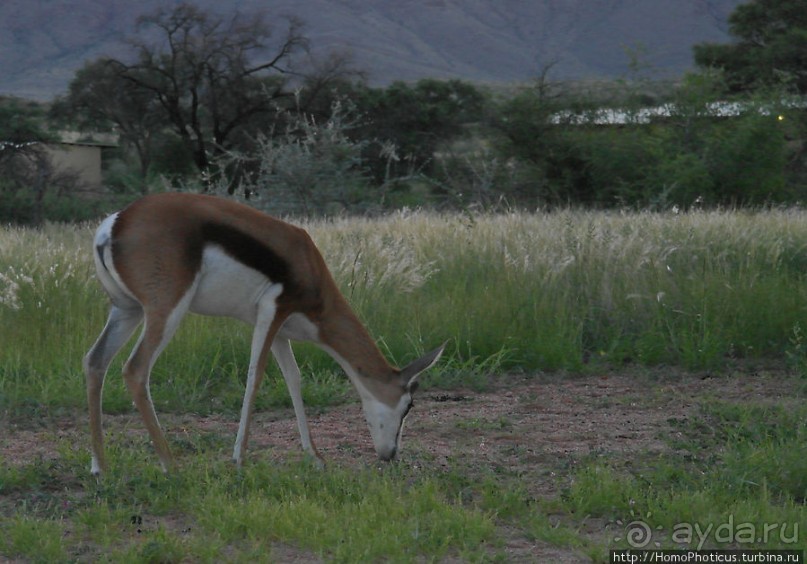 «Дикие» кошки Хаммерштайна