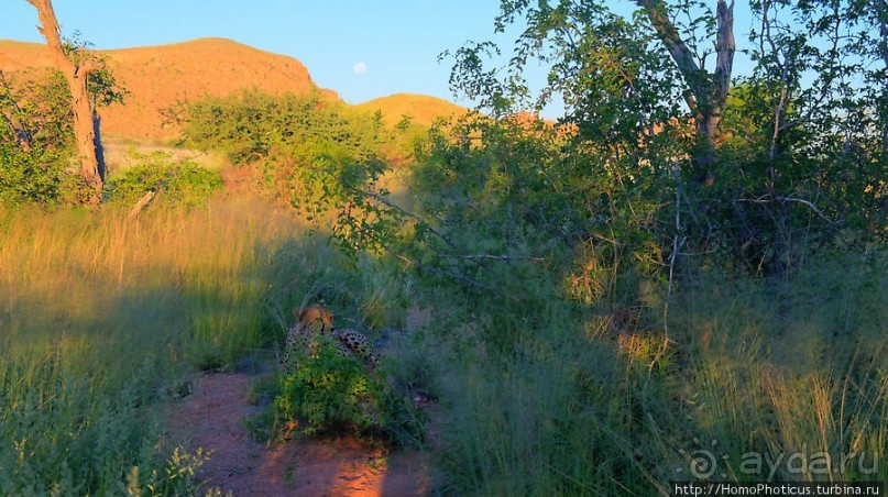 «Дикие» кошки Хаммерштайна