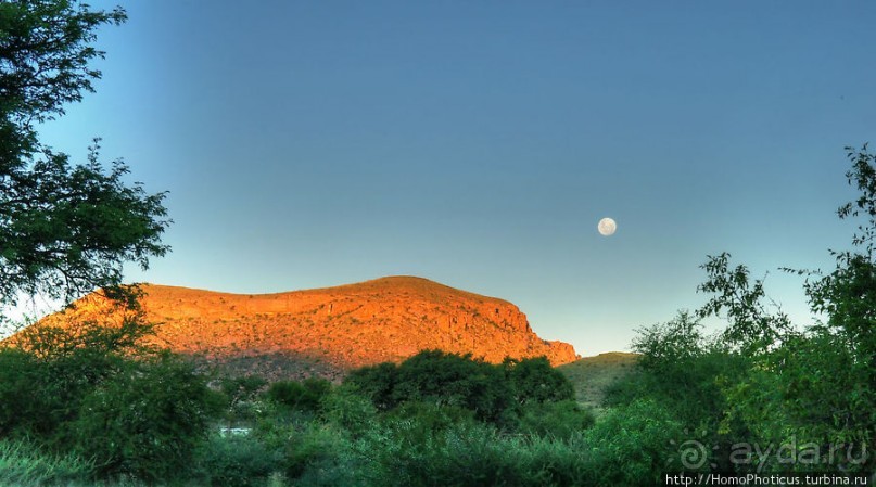 «Дикие» кошки Хаммерштайна