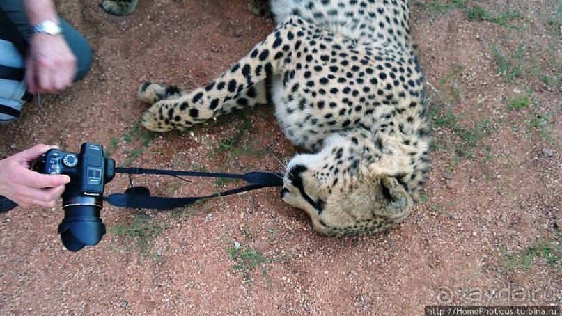 «Дикие» кошки Хаммерштайна