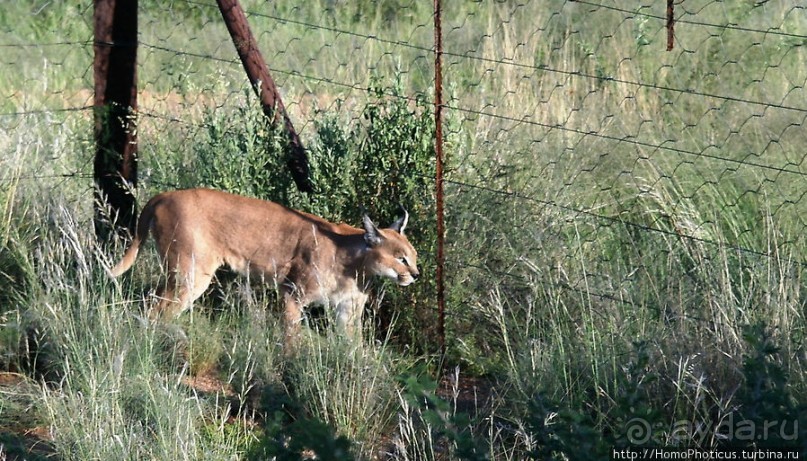 «Дикие» кошки Хаммерштайна