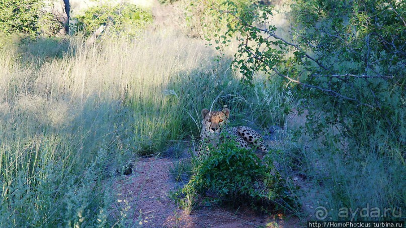 «Дикие» кошки Хаммерштайна