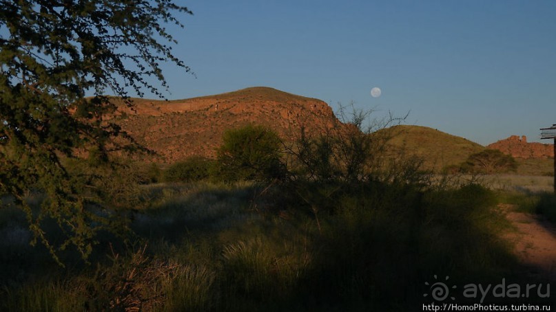 «Дикие» кошки Хаммерштайна