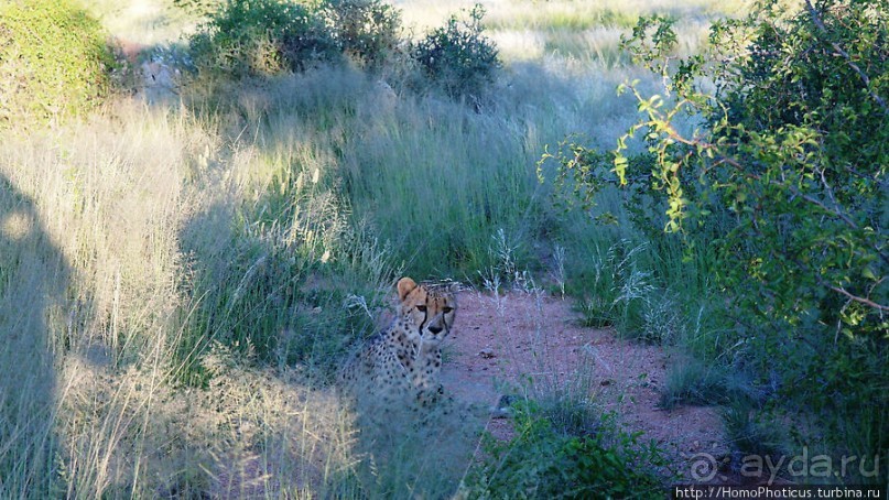 «Дикие» кошки Хаммерштайна